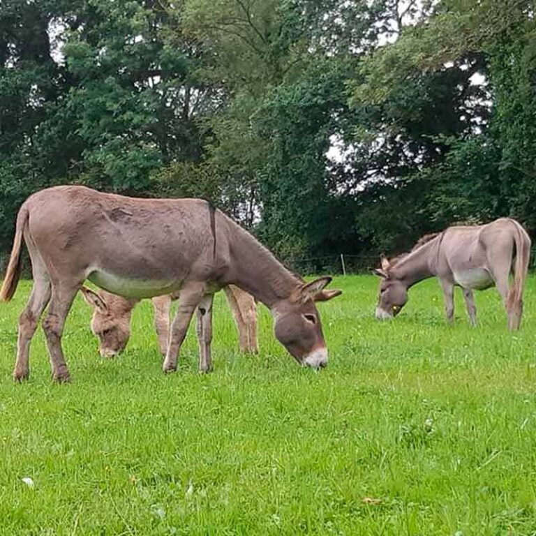 Les Ânes en vedette du JT