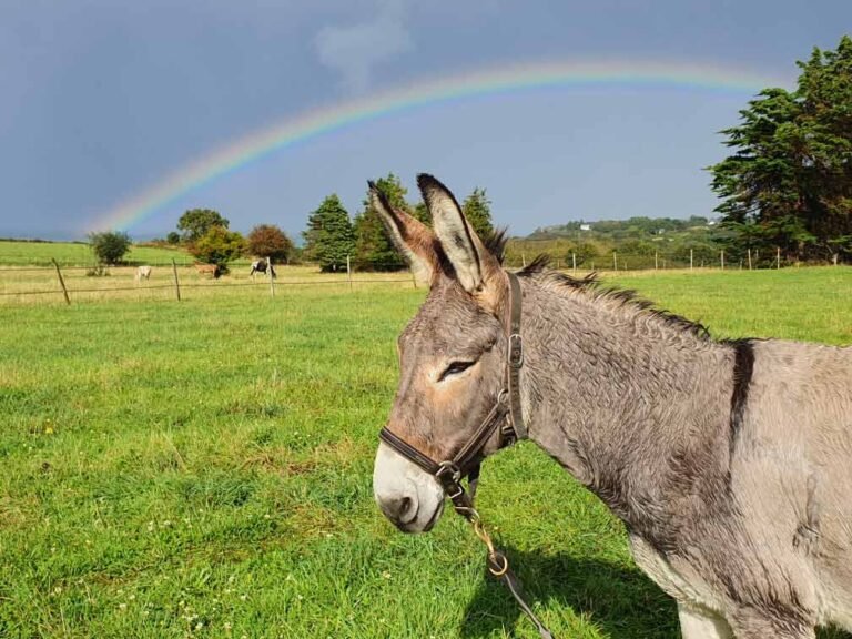 Créh’Âne Rando à Matignon